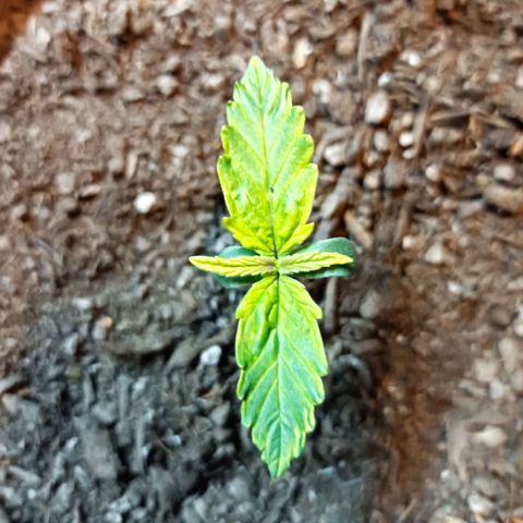 Critical Automatic growlog timeline photo