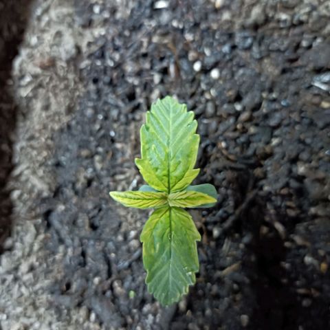 Critical Automatic growlog timeline photo