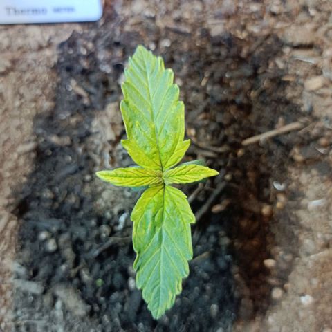 Critical Automatic growlog timeline photo