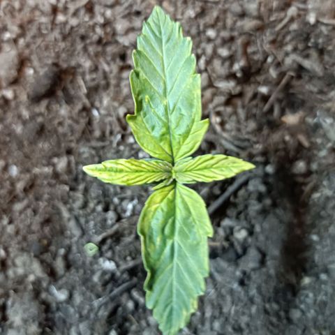 Critical Automatic growlog timeline photo