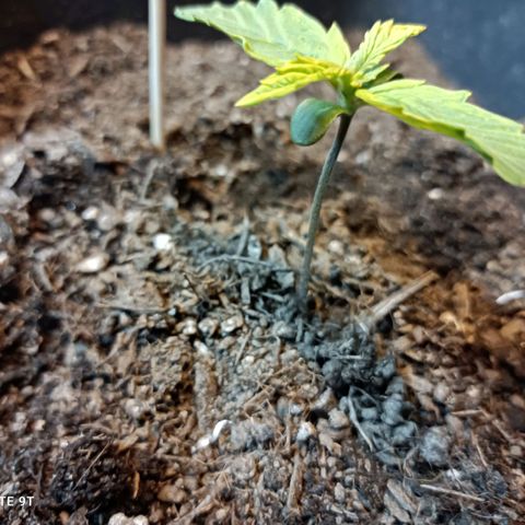 Critical Automatic growlog timeline photo