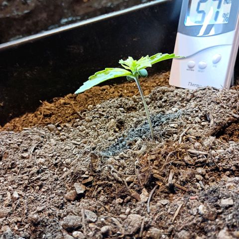 Critical Automatic growlog timeline photo