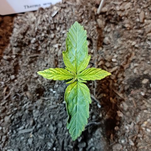 Critical Automatic growlog timeline photo