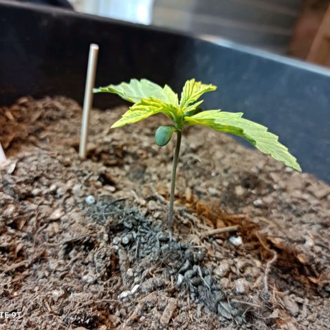 Critical Automatic growlog timeline photo