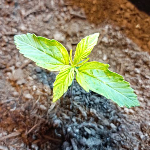 Critical Automatic growlog timeline photo