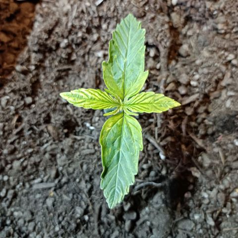 Critical Automatic growlog timeline photo