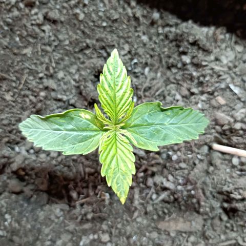 Critical Automatic growlog timeline photo