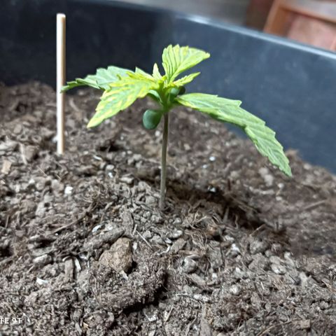 Critical Automatic growlog timeline photo