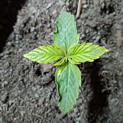 Critical Automatic growlog timeline photo