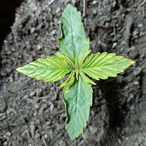 Critical Automatic growlog timeline photo