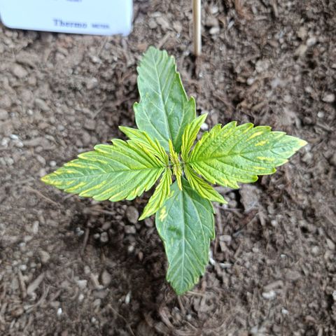 Critical Automatic growlog timeline photo