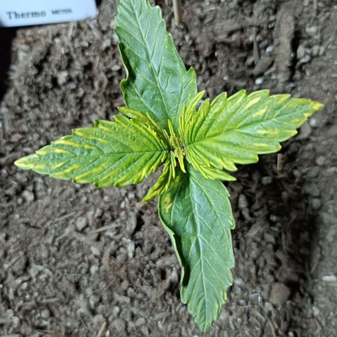 Critical Automatic growlog timeline photo