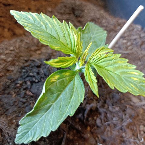 Critical Automatic growlog timeline photo