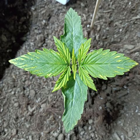 Critical Automatic growlog timeline photo