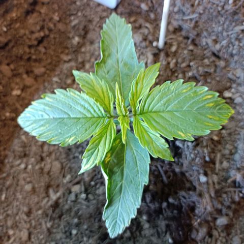 Critical Automatic growlog timeline photo