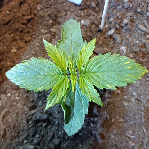 Critical Automatic growlog timeline photo