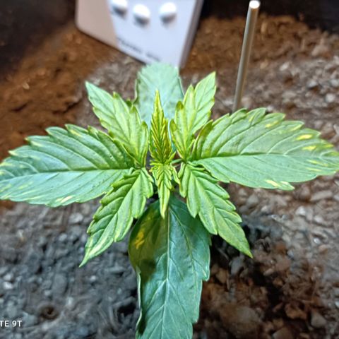 Critical Automatic growlog timeline photo