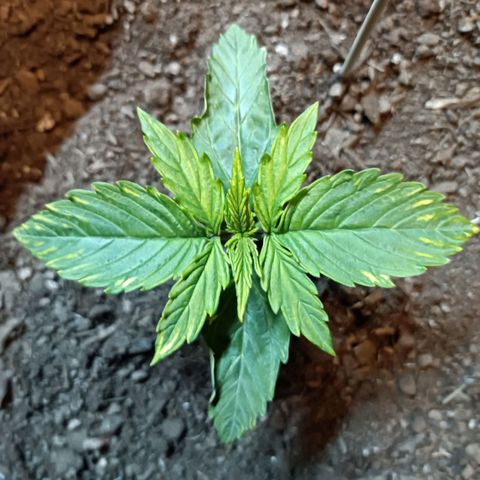 Critical Automatic growlog timeline photo