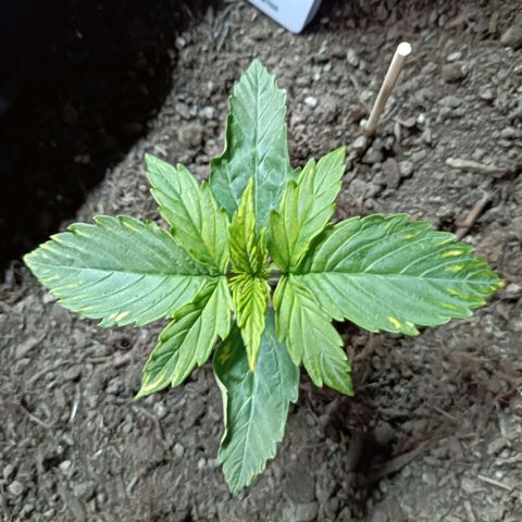 Critical Automatic growlog timeline photo