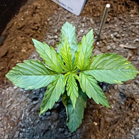Critical Automatic growlog timeline photo