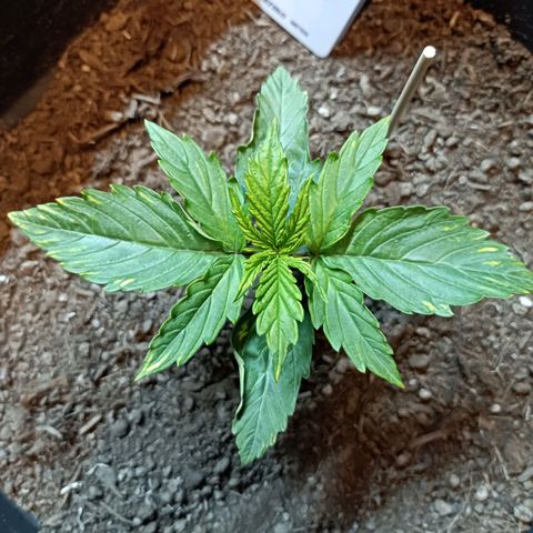 Critical Automatic growlog timeline photo