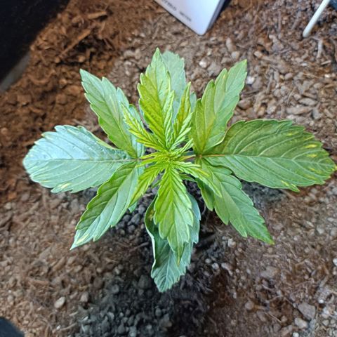 Critical Automatic growlog timeline photo