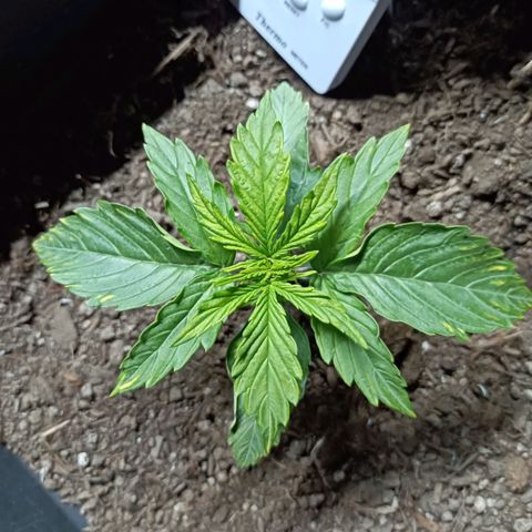 Critical Automatic growlog timeline photo