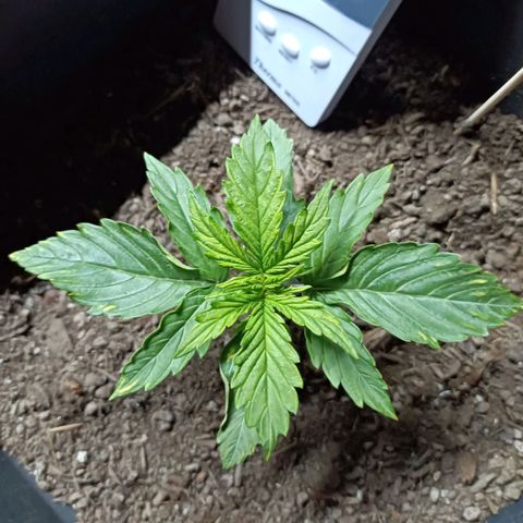 Critical Automatic growlog timeline photo