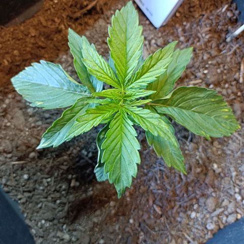 Critical Automatic growlog timeline photo