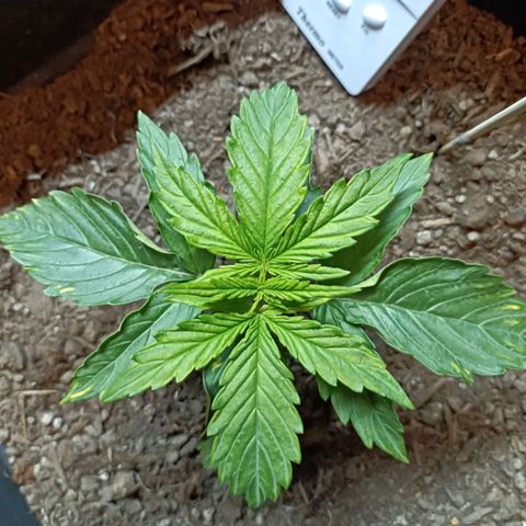 Critical Automatic growlog timeline photo