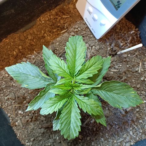 Critical Automatic growlog timeline photo