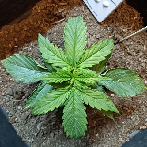 Critical Automatic growlog timeline photo