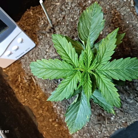 Critical Automatic growlog timeline photo