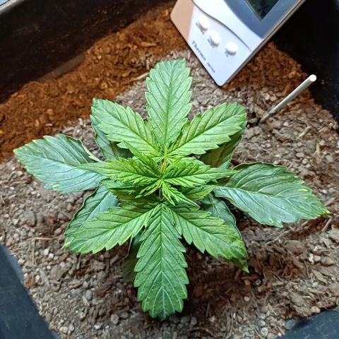 Critical Automatic growlog timeline photo