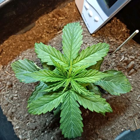 Critical Automatic growlog timeline photo