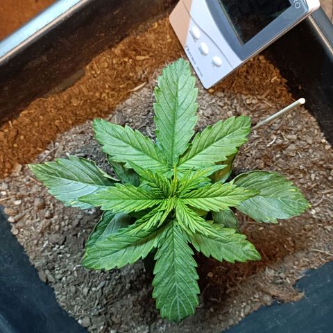 Critical Automatic growlog timeline photo