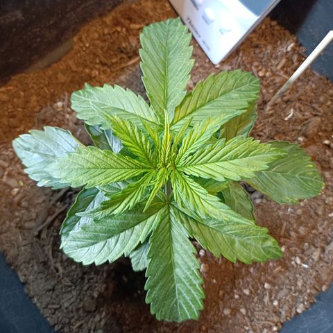 Critical Automatic growlog timeline photo