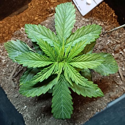 Critical Automatic growlog timeline photo