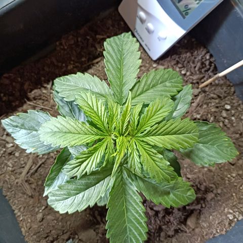Critical Automatic growlog timeline photo