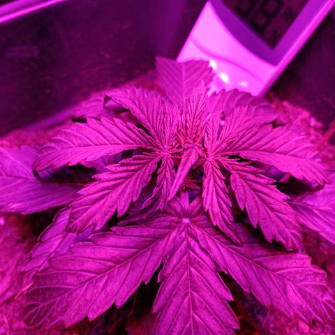 Critical Automatic growlog timeline photo