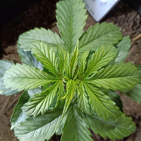 Critical Automatic growlog timeline photo
