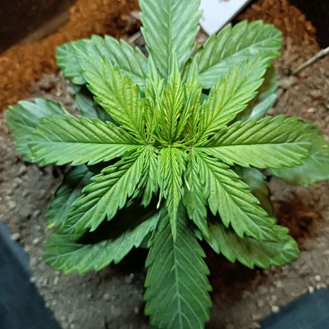 Critical Automatic growlog timeline photo