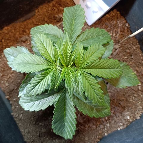 Critical Automatic growlog timeline photo