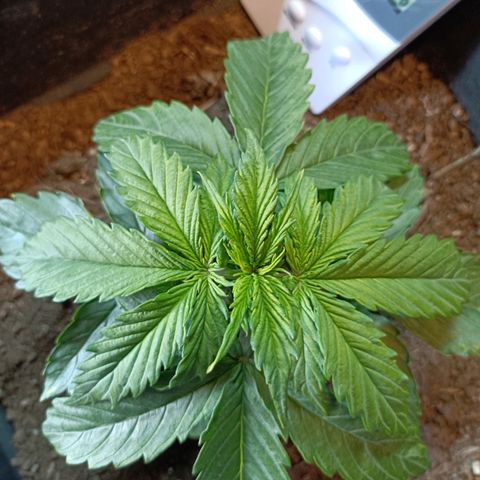 Critical Automatic growlog timeline photo