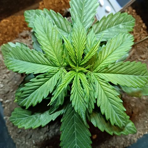 Critical Automatic growlog timeline photo