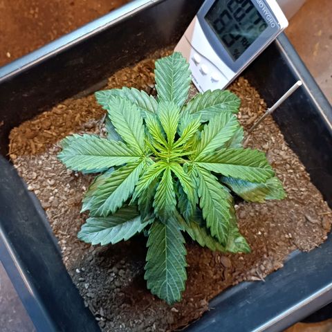 Critical Automatic growlog timeline photo