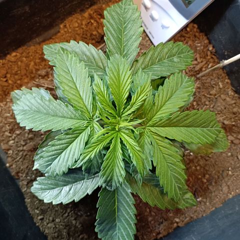 Critical Automatic growlog timeline photo