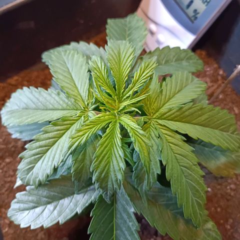 Critical Automatic growlog timeline photo