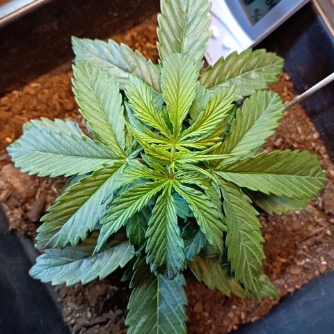 Critical Automatic growlog timeline photo