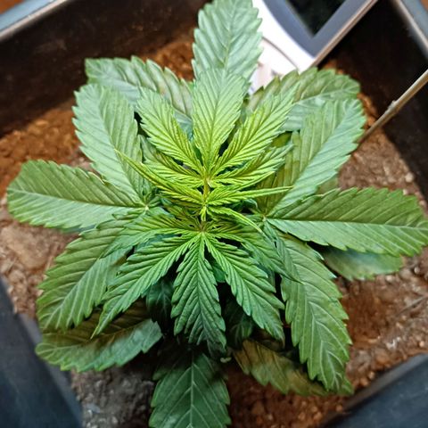 Critical Automatic growlog timeline photo